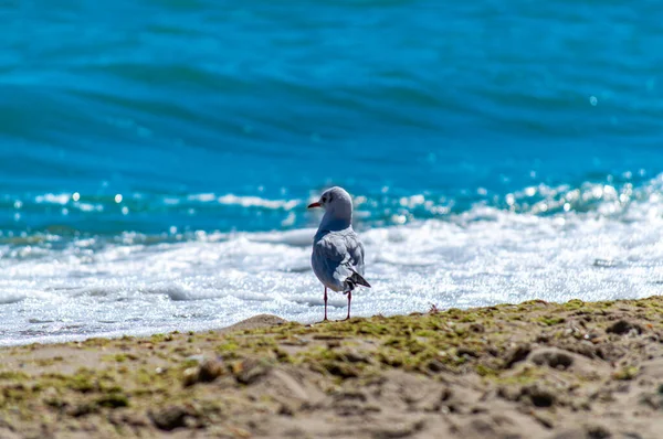 Gaivota Caminhando Costa Arenosa — Fotografia de Stock