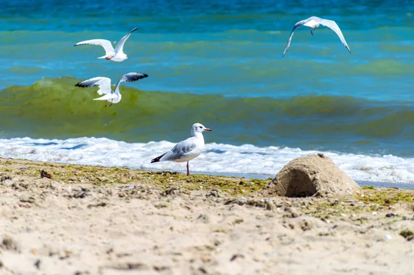 Gaivotas Caminhando Costa Arenosa — Fotografia de Stock