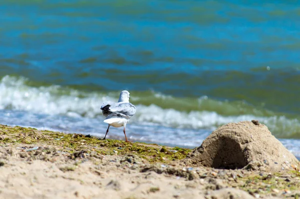 Gaivota Caminhando Costa Arenosa — Fotografia de Stock