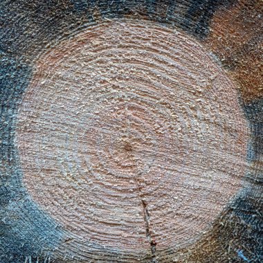 Sonbahar ormanlarında ağaç gövdesi kesilir.