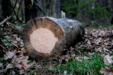 Sonbahar ormanlarında ağaç gövdesi kesilir.