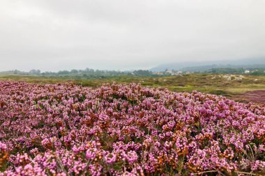Pria Havadeliği olarak da bilinen Cantabrian Denizi 'ndeki Pria Bufones kayalıkları İspanya' nın Asturias kentinin kuzey kıyısında bulunan büyüleyici bir doğal jeolojik fenomendir..