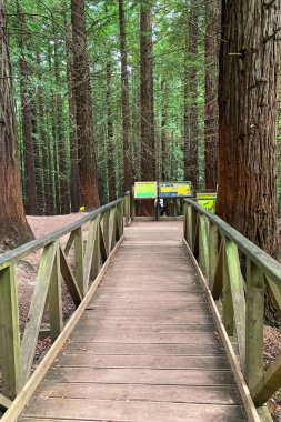 İspanya, Cantabria 'daki Cabezn Dağı Doğal Anıtı. Yüksek sekoya ağaçları görkemli ve sakin bir orman manzarası yaratıyor..