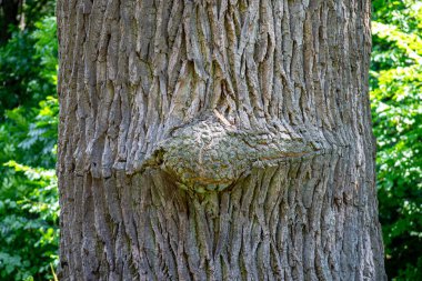 Ukrayna 'nın Dykanka kentindeki Kochubey Oaks' a bir gezi. Bir zamanlar Kochubey ailesinin malikanesini saran antik meşe koruluğunun canlı tanıkları olarak yüzyıllardır orada duran ağaçlar..