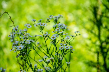 Ukrayna 'nın Dykanka kentindeki Kochubey Oaks' a bir gezi. Bir zamanlar Kochubey ailesinin malikanesini saran antik meşe koruluğunun canlı tanıkları olarak yüzyıllardır orada duran ağaçlar..