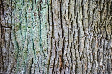 Ukrayna 'nın Dykanka kentindeki Kochubey Oaks' a bir gezi. Bir zamanlar Kochubey ailesinin malikanesini saran antik meşe koruluğunun canlı tanıkları olarak yüzyıllardır orada duran ağaçlar..