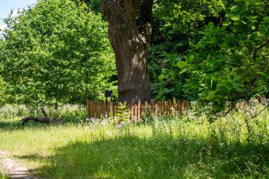 Ukrayna 'nın Dykanka kentindeki Kochubey Oaks' a bir gezi. Bir zamanlar Kochubey ailesinin malikanesini saran antik meşe koruluğunun canlı tanıkları olarak yüzyıllardır orada duran ağaçlar..