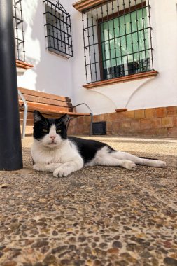 İspanya 'nın Setenil de las Bodegas şehrinde bir kedi, kedi sükunetinin sıcaklığını Endülüs taş mimarisinin kırsal cazibesiyle harmanlıyor..