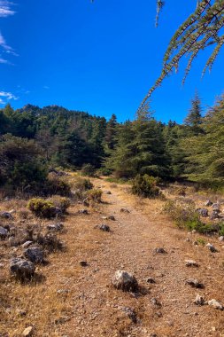 Puerto Saucillo 'dan uzanan çam ormanlarının panoramik manzarası, Sierra de las Nieves Ulusal Parkı, Endülüs, İspanya
