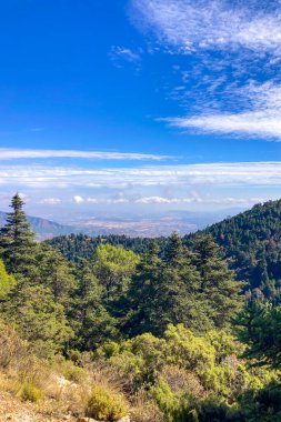 Puerto Saucillo 'dan uzanan çam ormanlarının panoramik manzarası, Sierra de las Nieves Ulusal Parkı, Endülüs, İspanya