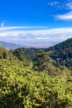 Puerto Saucillo 'dan uzanan çam ormanlarının panoramik manzarası, Sierra de las Nieves Ulusal Parkı, Endülüs, İspanya