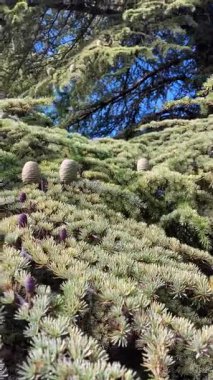 Puerto Saucillo 'dan Torrecilla tepesine, Sierra de las Nieves Ulusal Parkı, Endülüs, İspanya