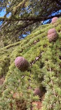 Puerto Saucillo 'dan Torrecilla tepesine, Sierra de las Nieves Ulusal Parkı, Endülüs, İspanya