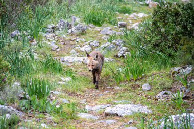 İspanya, Endülüs 'ün göbeğinde bulunan Sierra de las Nieves Ulusal Parkı' nın sakin çam ormanlarında bir tilki dolaşıyor.