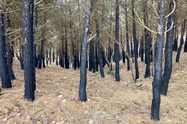 İspanya, Mijas yakınlarında terk edilmiş açık maden ocakları ve yanmış ağaçlar boyunca yürüyüş yapmak. 
