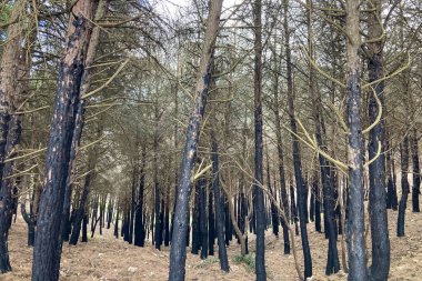 İspanya, Mijas yakınlarında terk edilmiş açık maden ocakları ve yanmış ağaçlar boyunca yürüyüş yapmak. 