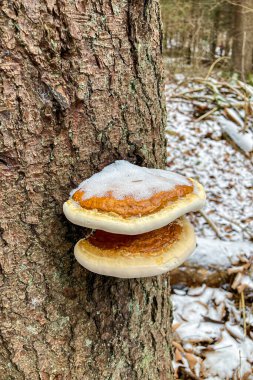 Tomasovsky manzarasına soğuk bir kış yürüyüşü, Slovakya 'daki Sloven Raj Ulusal Parkı' nda nefes kesici manzaralar sunan çarpıcı bir kaya oluşumu
