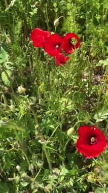 Canlı kırmızı gelincikler yemyeşil bir alanda çiçek açarak kırsal alanda çarpıcı ve renkli bir kontrastı oluştururlar.