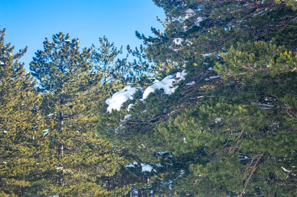El değmemiş kış dağ manzaraları, İspanya 'nın Sierra Nevada kentindeki karla kaplı tepeleri ve el değmemiş dağlık arazileri gösteriyor..