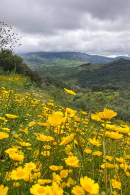 Sierra de las Nieves Ulusal Parkı 'nda sarı papatyalar, Endülüs, İspanya