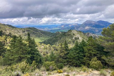 Yunquera 'nın panoramik manzarası ve Puerto Saucillo' dan uzanan çam ormanı manzarası, Sierra de las Nieves Ulusal Parkı, Endülüs, İspanya