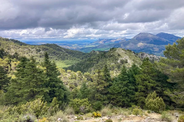 Yunquera 'nın panoramik manzarası ve Puerto Saucillo' dan uzanan çam ormanı manzarası, Sierra de las Nieves Ulusal Parkı, Endülüs, İspanya