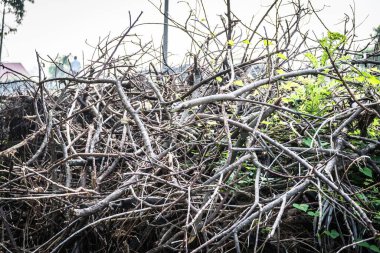 Genç yeşil bahar yapraklı bir dal dalı grubu, beyaz arka planda izole edilmiş. Tasarım için ağaç dalını doğadan tutun.