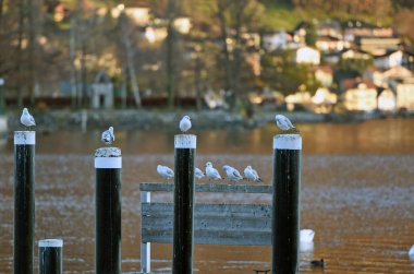 Kışın Gmunden 'deki Traunsee' de martılar (Salzkammergut, District Gmunden, Yukarı Avusturya, Avusturya) 
