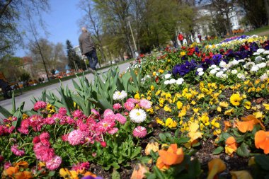 Şehirde bahar (Yukarı Avusturya, Avusturya, Avusturya)