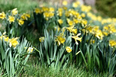 Mrzenbecher nergis türünün en bilinen bitkisidir..