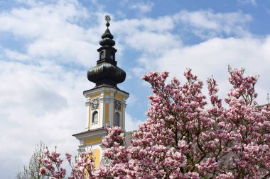 Manolyalar özellikle büyük, gösterişli çiçekleri için süs ağacı olarak değerlidir..