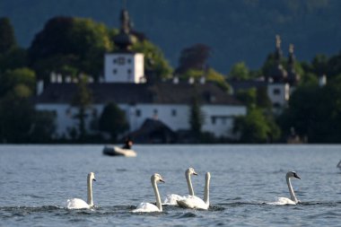 Arka planda Göl Şatosu Ort, Salzkammergut, Bölge Gmunden, Yukarı Avusturya, Avusturya, Avrupa