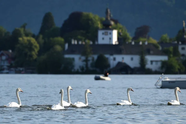 Arka planda Göl Şatosu Ort, Salzkammergut, Bölge Gmunden, Yukarı Avusturya, Avusturya, Avrupa