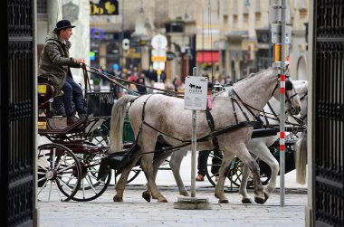 Viyana, Avusturya, Avrupa 'daki Fiaker atları