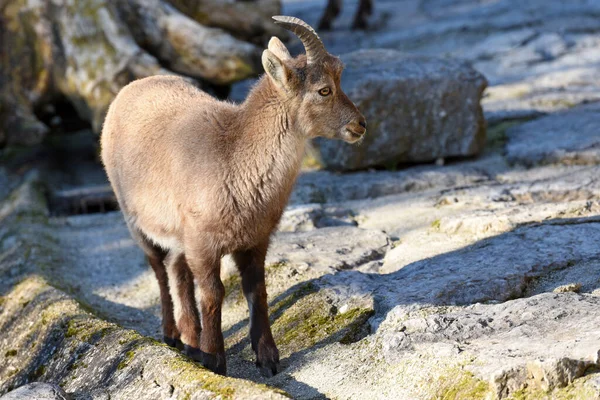 Salzburg Hayvanat Bahçesinde Oğlak, Avusturya, Avrupa
