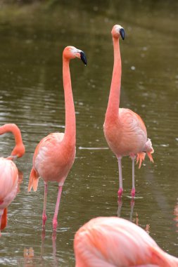 Schmiding Hayvanat Bahçesi 'nde flamingolar, Yukarı Avusturya, Avusturya, Avrupa
