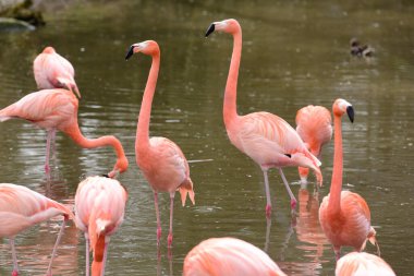 Schmiding Hayvanat Bahçesi 'nde flamingolar, Yukarı Avusturya, Avusturya, Avrupa