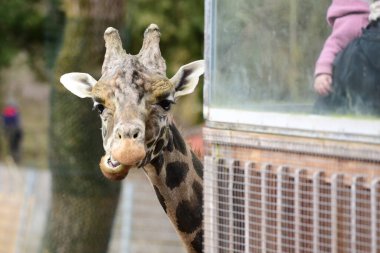 Schmiding Hayvanat Bahçesinde Zürafa, Yukarı Avusturya, Avusturya, Avrupa