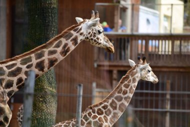Schmiding Hayvanat Bahçesinde Zürafa, Yukarı Avusturya, Avusturya, Avrupa