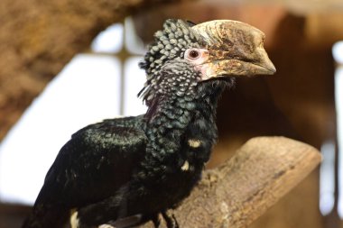 Schmiding Hayvanat Bahçesi, Yukarı Avusturya, Avusturya, Avrupa 'da gümüş yanaklı boynuz gagalı