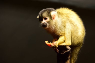 Schmiding Hayvanat Bahçesi 'ndeki sincap maymunu, Yukarı Avusturya, Avusturya, Avrupa