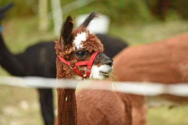 An alpaca eats grass, Austria, Europe