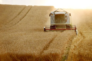 Combine harvester on grain field in the evening sun in the Salzkammergut, Upper Austria, Austria, Europe