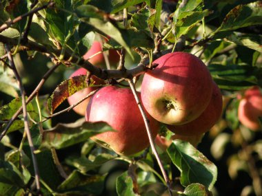 Taze elmaların tadı çok güzeldir.