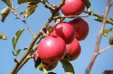 Taze elmaların tadı çok güzeldir.