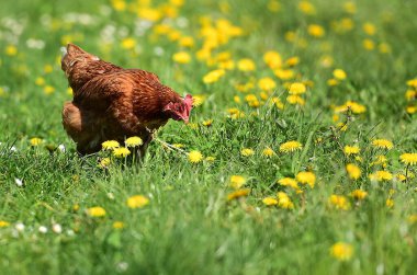 Yukarı Avusturya, Avusturya ve Avrupa 'daki bir meyve bahçesindeki çayırda bir tavuk.
