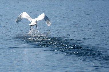 Kuğular Traunsee, Salzkammergut, Avusturya ve Avrupa 'ya uçmak üzere havalanır.