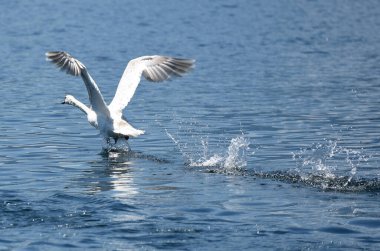 Kuğular Traunsee, Salzkammergut, Avusturya ve Avrupa 'ya uçmak üzere havalanır.