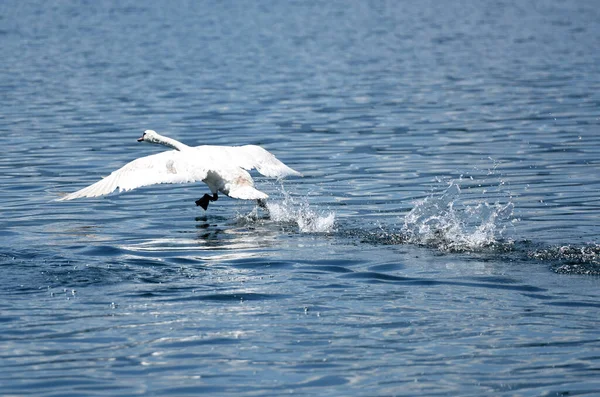 Kuğular Traunsee, Salzkammergut, Avusturya ve Avrupa 'ya uçmak üzere havalanır.