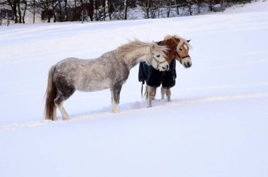Traunkirchen 'de kışın iki at, Salzkammergut, Avusturya, Avrupa